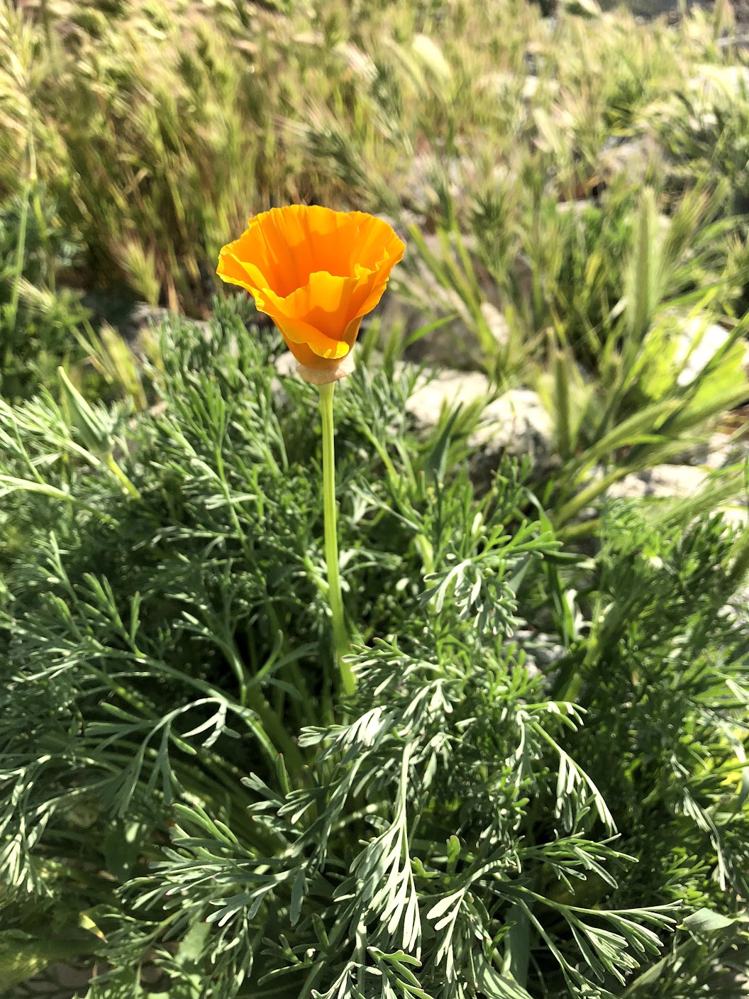 California Poppy Flower and Leaves
